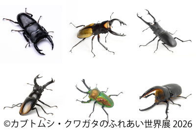 アクティビティ