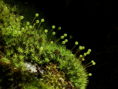 アクティビティ