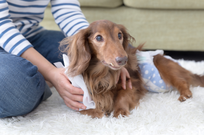 老犬介護の悩み1位は「トイレの処理」半数以上が「部屋にニオイがついた」と回答