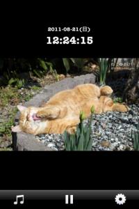 岩合光昭のねこのとけい