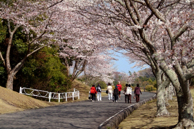 つま恋リゾート「彩の郷の桜」早咲きの桜など自然の景色で春先取り