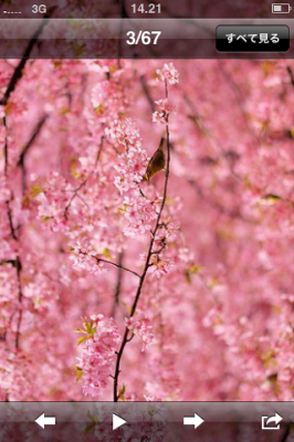 桜