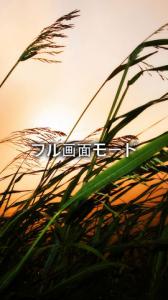 リラックス・サウンド