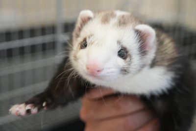 アクティビティ