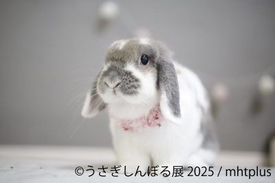 トピック