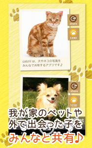 Catch!CATS&DOGS