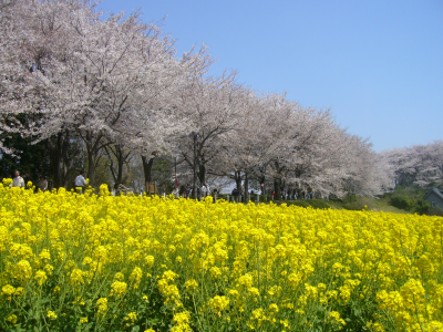 アクティビティ