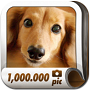 100万枚の犬写真