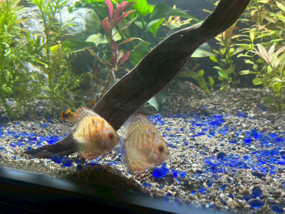アクティビティ