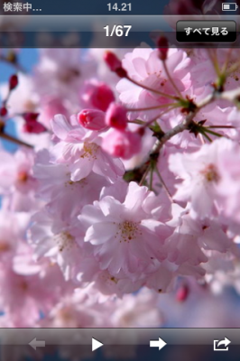 桜