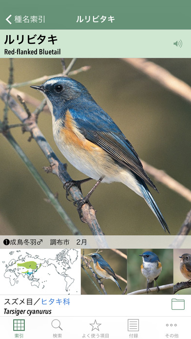 日本の野鳥