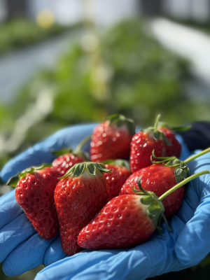 アクティビティ