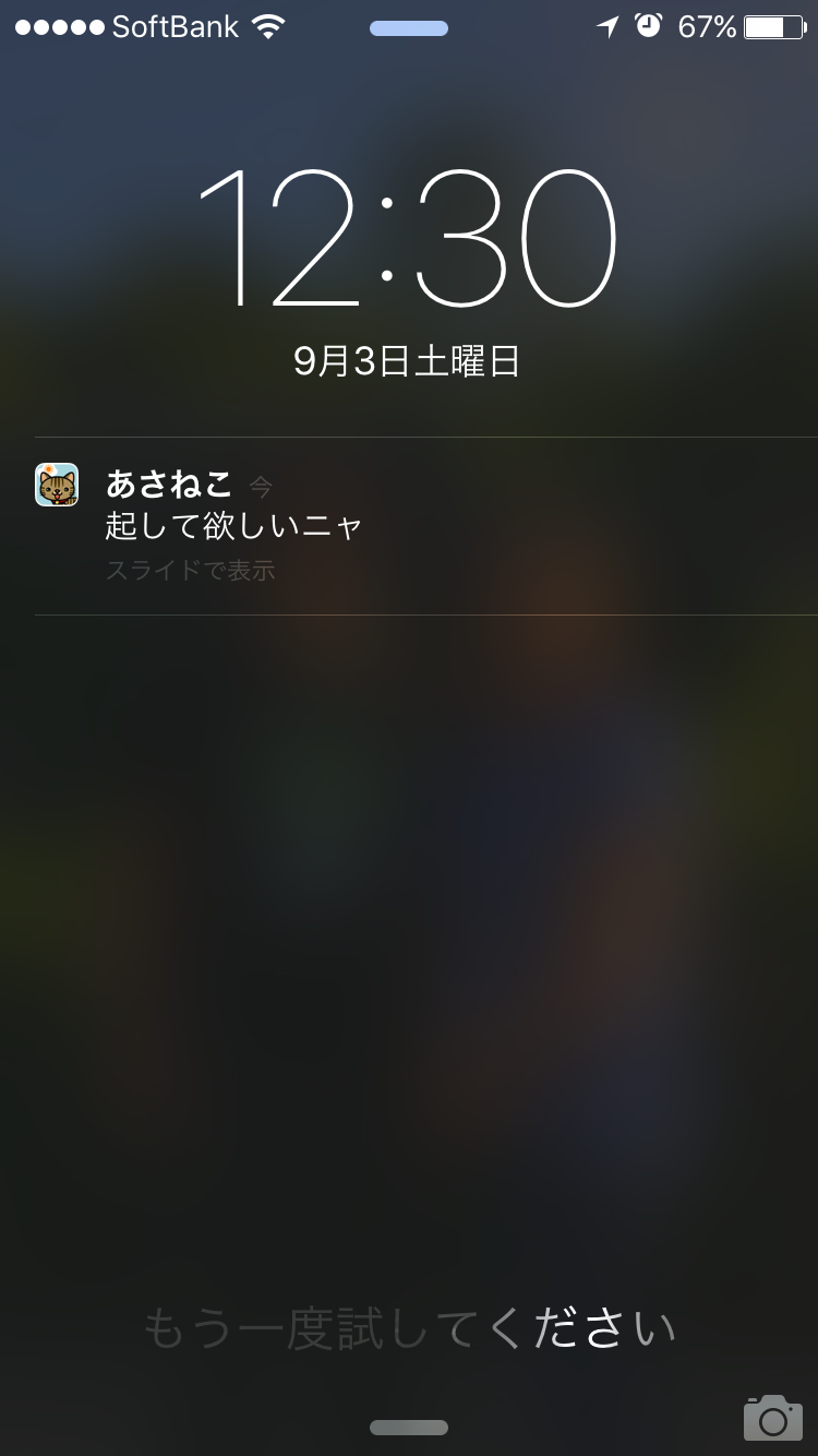 あさねこ