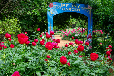 アクティビティ