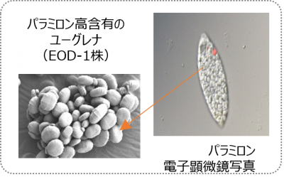 ウーマンNS