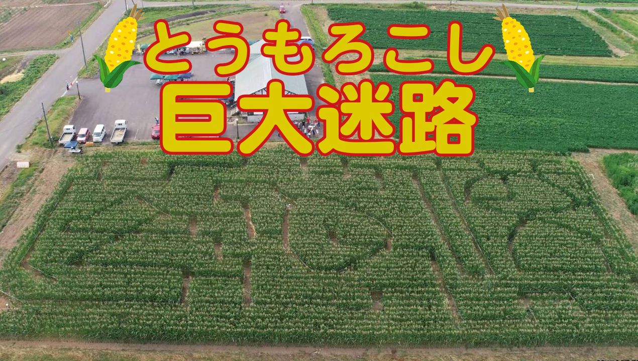 鶴岡市「とうもろこし」の巨大迷路が出現