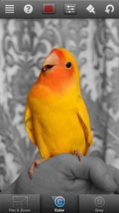 ColorSplash