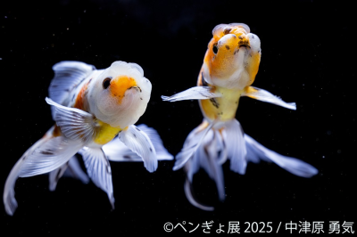 トピック