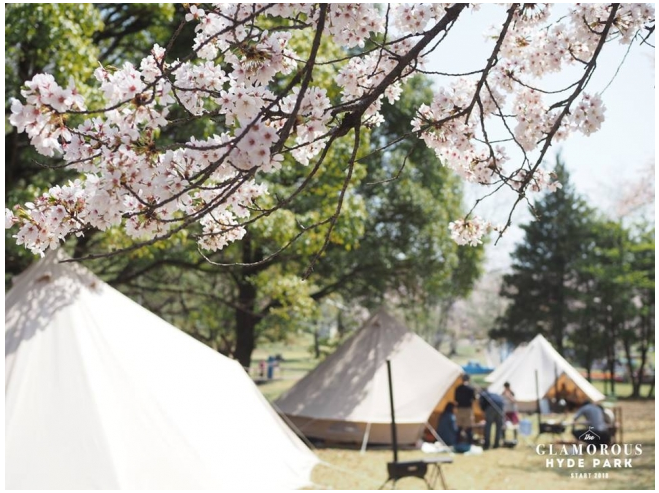 「桜の名所」でグランピング体験