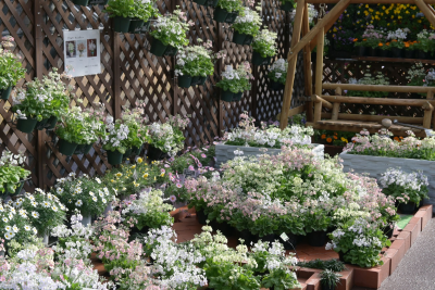 アクティビティ