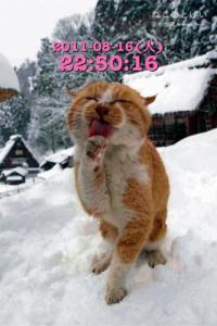 岩合光昭のねこのとけい