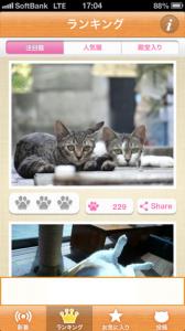 ねこまみれ