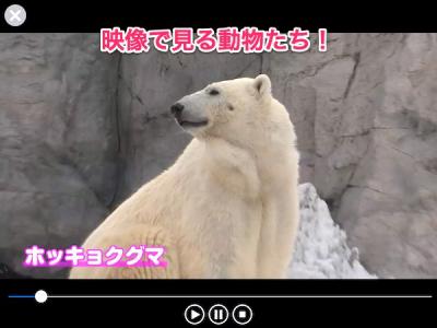 旭山動物園