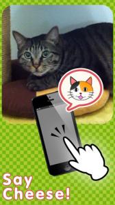 撮る猫