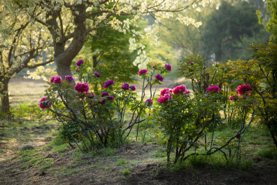 アクティビティ
