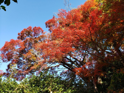 トラベル